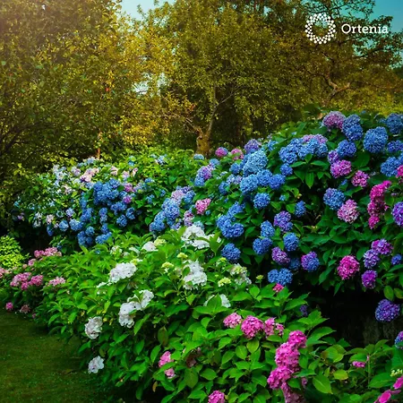 Ortenia In Nature *